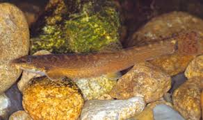 Attēlu rezultāti vaicājumam “Barbatula barbatula”