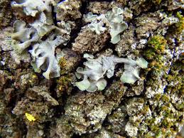 Attēlu rezultāti vaicājumam “Pleurosticta acetabulum”