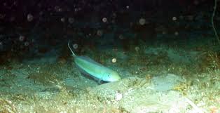 Image result for Malacanthus plumieri