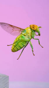 Attēlu rezultāti vaicājumam “Pyrochroidae imago”