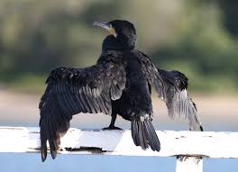 Image result for Phalacrocorax carbo