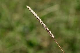 Attēlu rezultāti vaicājumam “Cynosurus cristatus”