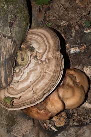 Attēlu rezultāti vaicājumam “Ganoderma applanatum”
