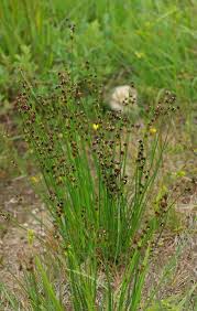 Attēlu rezultāti vaicājumam “Juncus alpinoarticulatus”