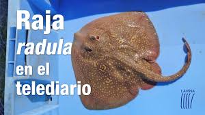 Image result for Raja radula