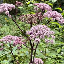 Attēlu rezultāti vaicājumam “Angelica sylvestris flower”