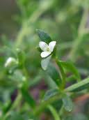 Attēlu rezultāti vaicājumam “Galium trifidum”