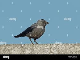 Attēlu rezultāti vaicājumam “Corvus monedula adult”