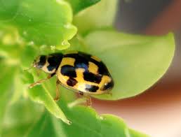 Attēlu rezultāti vaicājumam “Propylea quatuordecimpunctata”