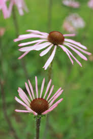 Image result for Echinacea pallida