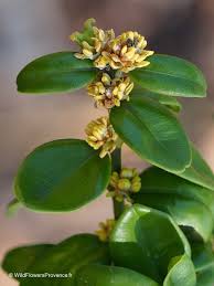 Attēlu rezultāti vaicājumam “Buxus sempervirens”