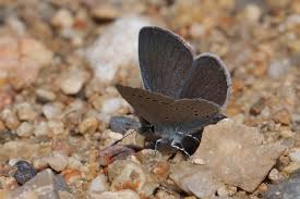 Attēlu rezultāti vaicājumam “Cupido minimus female”