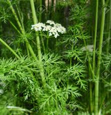 Attēlu rezultāti vaicājumam “Carum carvi leaf”
