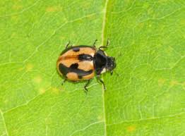 Attēlu rezultāti vaicājumam “Coccinella hieroglyphica”