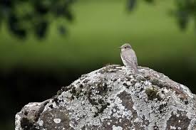 Attēlu rezultāti vaicājumam “Muscicapa striata adult”