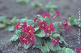 Attēlu rezultāti vaicājumam “Primula x margotae”