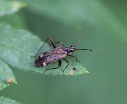 Attēlu rezultāti vaicājumam “Closterotomus biclavatus nymph”