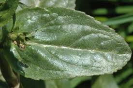 Attēlu rezultāti vaicājumam “Veronica beccabunga leaf”