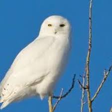 Attēlu rezultāti vaicājumam “Strigiformes”