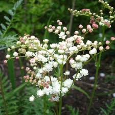 Attēlu rezultāti vaicājumam “Filipendula vulgaris bud”