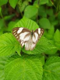 Attēlu rezultāti vaicājumam “Pieridae”