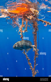 Image result for Schedophilus ovalis