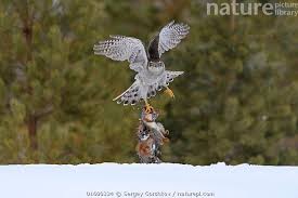 Attēlu rezultāti vaicājumam “Accipiter gentilis”