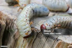 Attēlu rezultāti vaicājumam “Lygistopterus sanguineus larva”