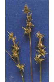 Attēlu rezultāti vaicājumam “Carex echinata”