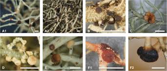 Attēlu rezultāti vaicājumam “Biatoropsis usnearum”