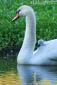 Image result for Cygnus olor