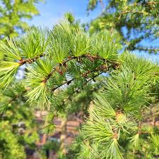 Attēlu rezultāti vaicājumam “Larix kaempferi leaf”