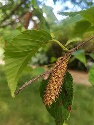 Attēlu rezultāti vaicājumam “Betula humilis fruit”