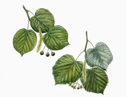 Attēlu rezultāti vaicājumam “Tilia tomentosa leaf”