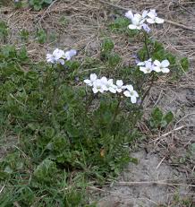 Attēlu rezultāti vaicājumam “Cardamine pratensis leaf”