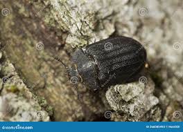 Attēlu rezultāti vaicājumam “Peltis grossa”