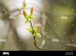Attēlu rezultāti vaicājumam “Acer tataricum bud”