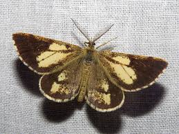 Attēlu rezultāti vaicājumam “Bupalus piniaria male”