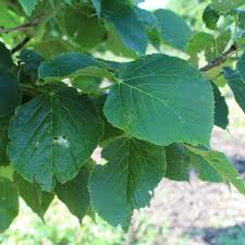 Attēlu rezultāti vaicājumam “Tilia x moltkei leaf”