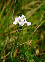 Attēlu rezultāti vaicājumam “Cardamine amara”