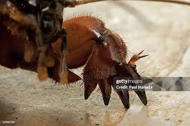 Attēlu rezultāti vaicājumam “Gryllotalpa gryllotalpa”