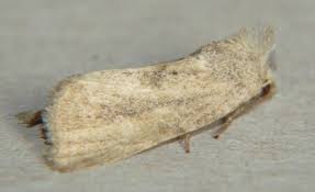 Attēlu rezultāti vaicājumam “Chortodes fluxa”