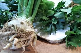 Image result for Sellerie