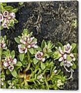 Attēlu rezultāti vaicājumam “Glaux maritima”