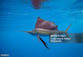 Image result for Istiophorus platypterus