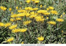 Image result for Inula hirta
