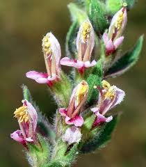 Attēlu rezultāti vaicājumam “Odontites vulgaris”