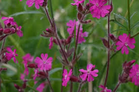 Image result for Pechnelke