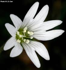 Attēlu rezultāti vaicājumam “Cerastium arvense leaf”