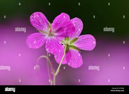 Attēlu rezultāti vaicājumam “Geranium palustre”